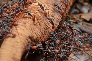 A swarm of army ants in Central America