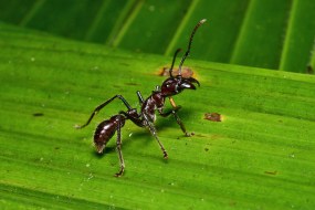 Bullet ant in the rainforest in Costa Rica