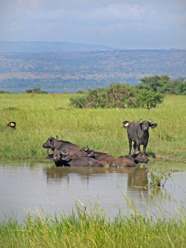 Buffalo in Murchison Falls National Park