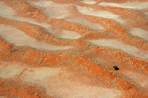 Tree in the Namib Desert