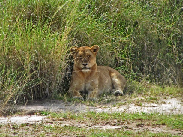 A sleepy lion in Murchison Falls National Park