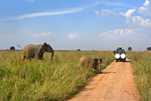 Elephants in Murchison Falls National Park Safari in Murchison Falls National Park, Uganda