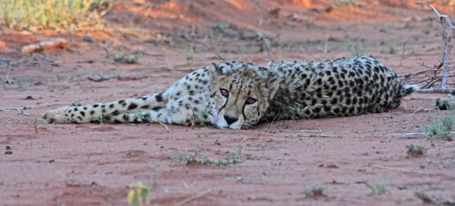 Cheetah at AfriCat, Okonjima, Namibia