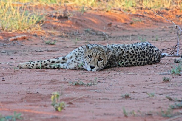 Cheetah at AfriCat, Okonjima, Namibia