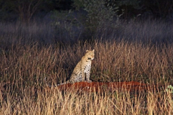 Leopard watching its prey In AfriCat's Okonjima Reserve, Namibia