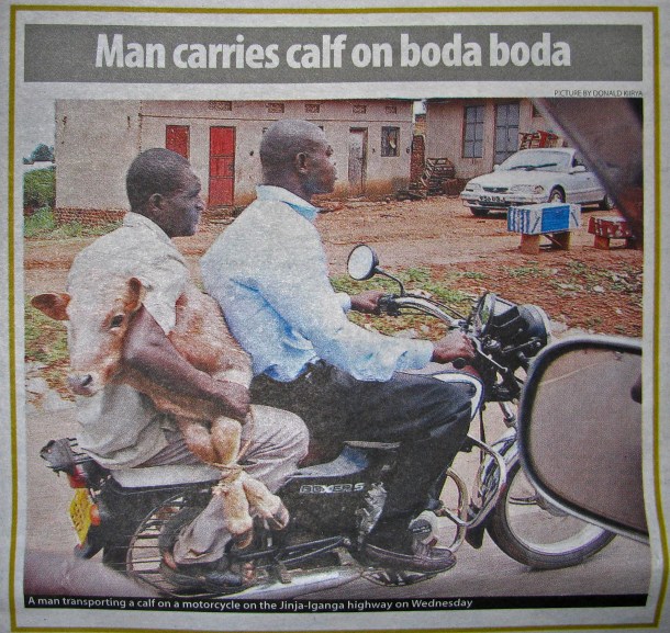 Man carries calf on boda boda, Kampala, Uganda