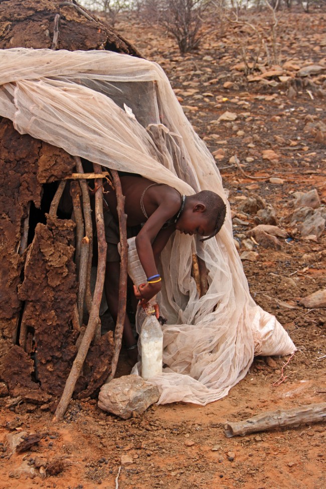 Himba girl decanting goat's milk in her village in Kunene, Namibia. Himba traditional hut.