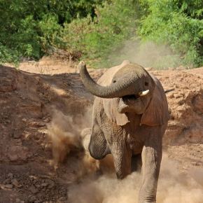 Friday photo: The desert elephant, Damaraland, Namibia