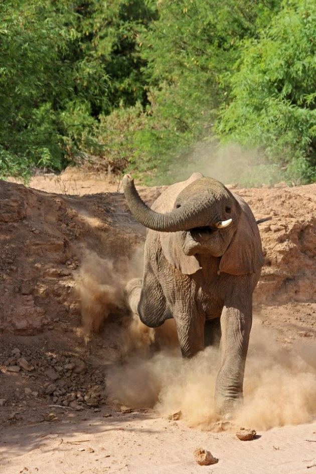 Desert-adapted elephant in Damaraland, Namibia, Africa