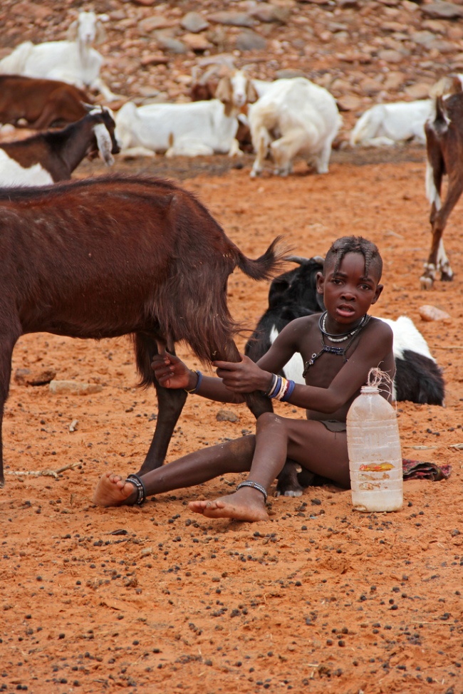 A young Himba girl milks a goat in Kunene, Namibia