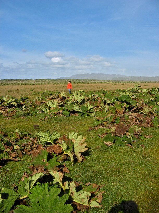 Strange vegetation on Chiloe Island, Chile