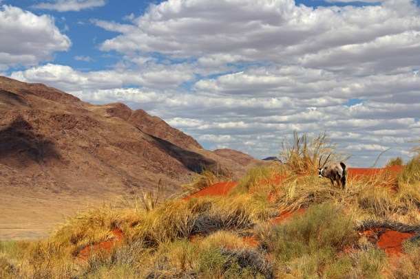 View of Namib Desert with oryx, from Wolwedans Dune Lodge, Namibia, Africa