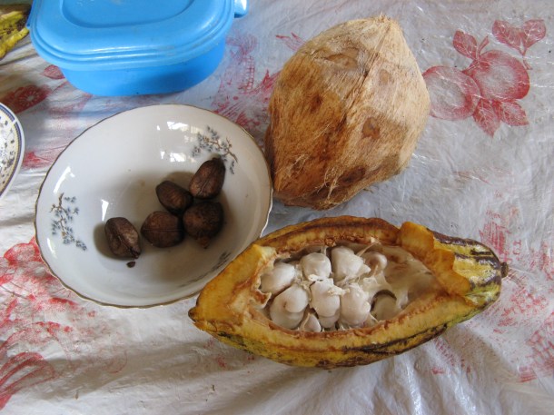 Ecuador jungle cacao chocolate castanas coconut