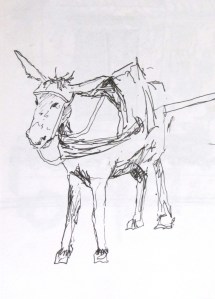 Pen and paper drawing of a donkey in Marrakech, Morocco