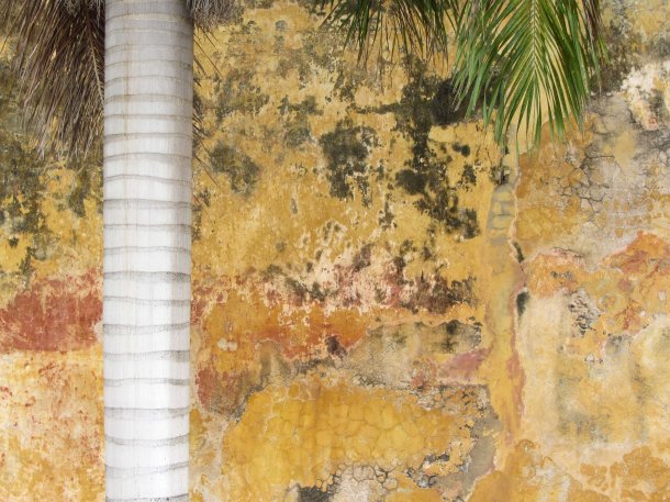Palm tree and faded wall, Old Cartagena, Colombia