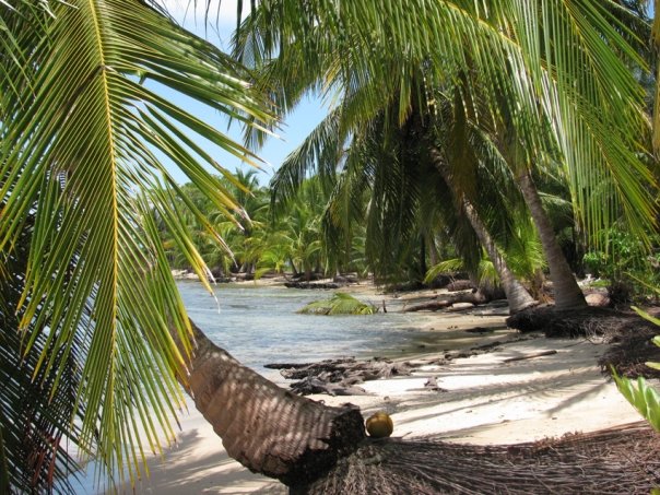 Bocas del Toro, Panama, Isla Carenero, beach, Caribbean, palm trees